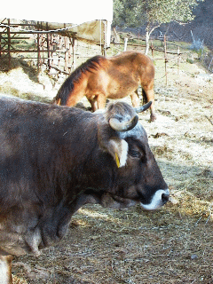 Vacca e cavallo.gif 